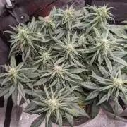 2026 - FB Strawberry Gorilla Organic