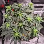 2026 - FB Strawberry Gorilla Organic