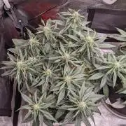 2026 - FB Strawberry Gorilla Organic