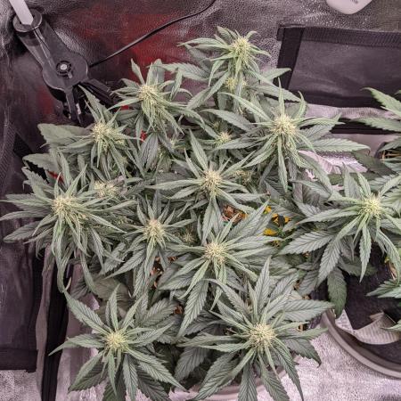 2026 - FB Strawberry Gorilla Organic