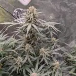 2025 - FB Lemon Cherry Cookies Organic