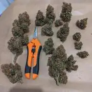 2025 FB - LSD 25; Organic Biotabs