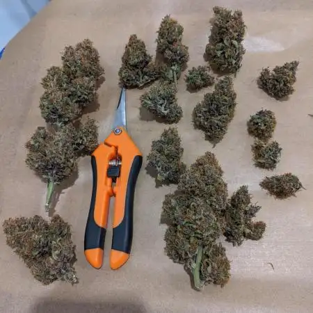 2025 FB - LSD 25; Organic Biotabs