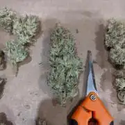 2025 FB - Guava; Organic Biotabs