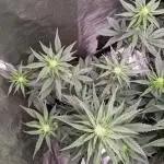 2025 - FB Banana Purple Punch Organic