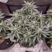 2026 - FB Lemon AK Auto Organic