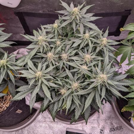 2026 - FB Lemon AK Auto Organic