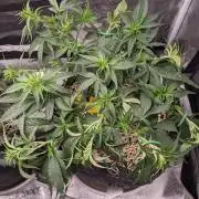 2026 - FB Strawberry Gorilla Organic