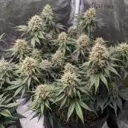 2025 FB - LSD 25; Organic Biotabs