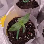 2026 - FB Lemon AK Auto Organic