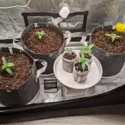 2025 FB - LSD 25; Organic Biotabs