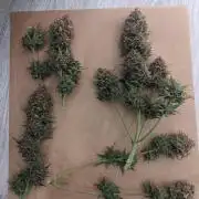 2025 FB - LSD 25; Organic Biotabs