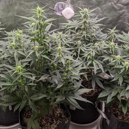 2025 - FB Lemon Cherry Cookies Organic