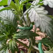 2026 - FB Lemon AK Auto Organic