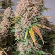 2025 FB - LSD 25; Organic Biotabs