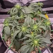 2026 - FB Lemon AK Auto Organic