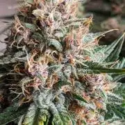 2025 FB - LSD 25; Organic Biotabs