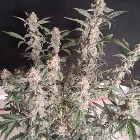 Mephistoreoz@mephisto genetics