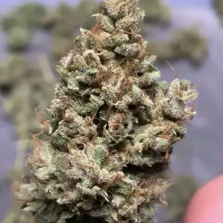 Auto outdoor