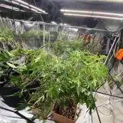 Organic Reg Photos