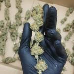 Gorilla Cookies Auto 