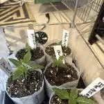 Ethos Genetics - Mandarin Cookies V2
