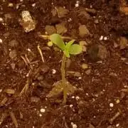 First successful grow