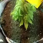 first gorilla glue auto