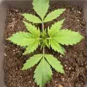 Purple Haze Auto - Zamnesia x Plagron 