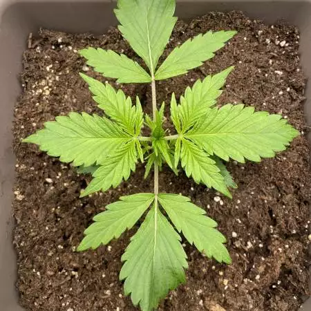 Purple Haze Auto - Zamnesia x Plagron 