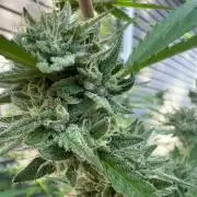 Dumb gas ( Exotic Genetix )