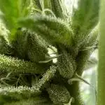 Dumb gas ( Exotic Genetix )