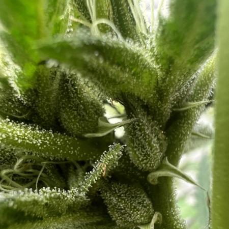 Dumb gas ( Exotic Genetix )