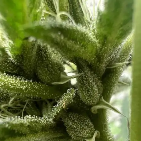 Dumb gas ( Exotic Genetix )