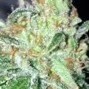 purple gusher clones