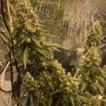 lemon shining silver haze /Special Queen