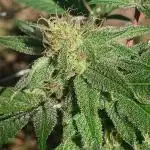 Gorilla Lemon Fire - GLF