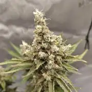 5 pieces from feminized seeds