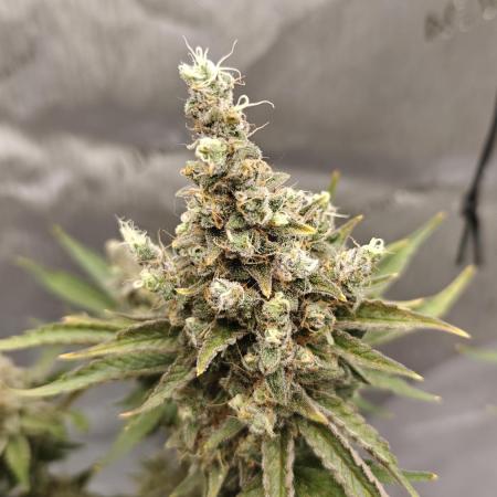 5 pieces from feminized seeds