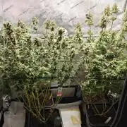 3. RUN 2026 - Seed/Clones