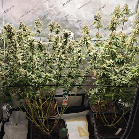 3. RUN 2026 - Seed/Clones