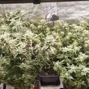 2. RUN 2026 (5x from clones) "Déjà vu"