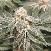 2. RUN 2026 (5x from clones) "Déjà vu"
