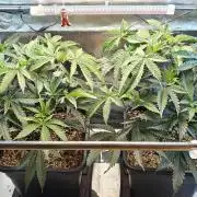 Dante´s Inferno #8 - Clones