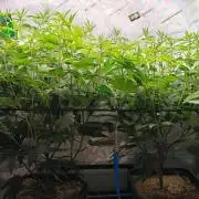 Dante´s Inferno #8 - Clones
