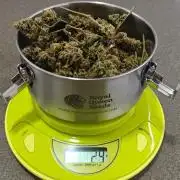 3. RUN 2026 - Seed/Clones