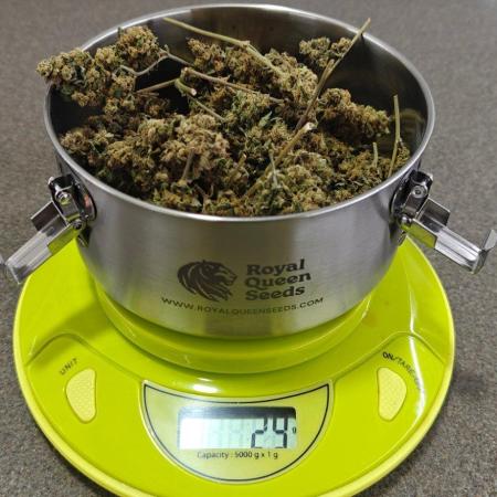 3. RUN 2026 - Seed/Clones