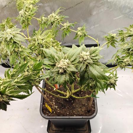 2. RUN 2026 (5x from clones) "Déjà vu"