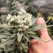 2. RUN 2026 (5x from clones) "Déjà vu"