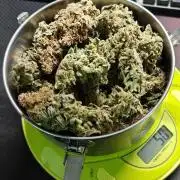 5 pieces from feminized seeds